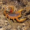 scorpion
